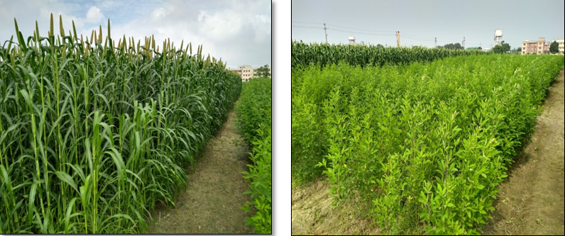 Effect of integrated P-management