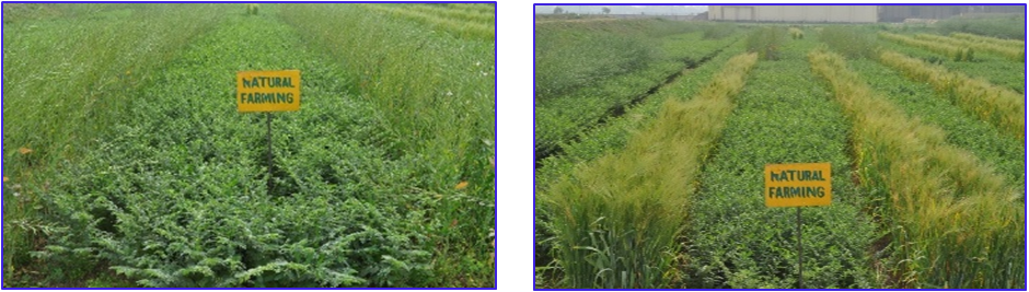 Pulses-based Natural Farming System