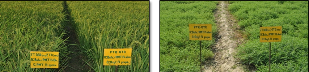 Weed management in rice-chickpea system