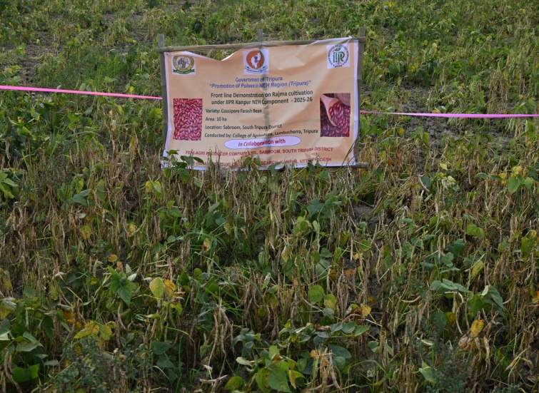 Clustered demonstration plot of Rajma