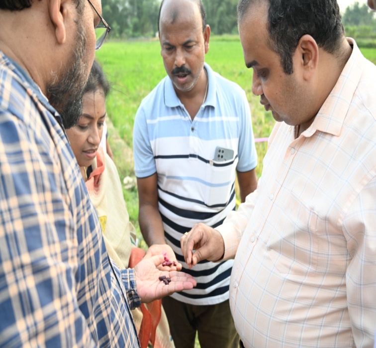 Rajma quality determination